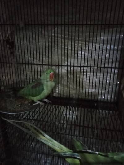 male aor Fe male for sale age 9 month