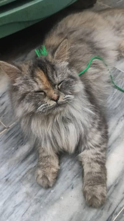 cat for sale 03136181736
