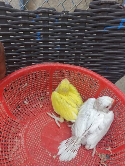 yellow and whiteling neck pear available healthy and activ