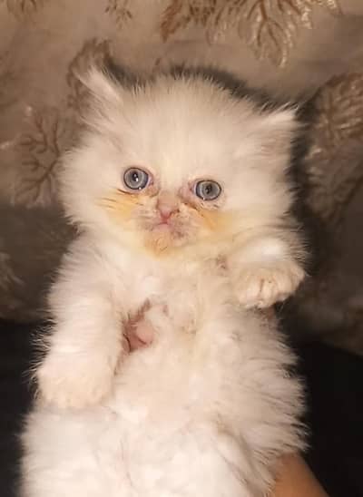 Doll/punch/piki face kitten