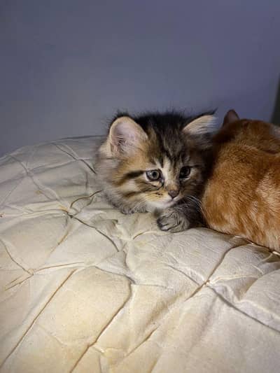 Male Persian Cat, 2 month a old double coat