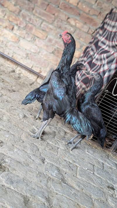 thai +pkoye + black thai