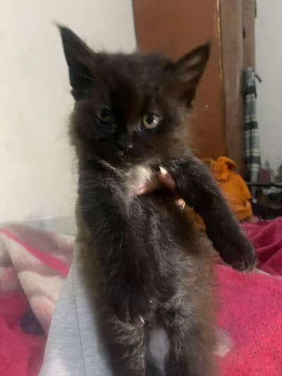 Mother female and baby kitten