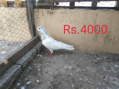 selti choha male and ch wala pair for sale