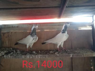 selti choha male and ch wala pair for sale