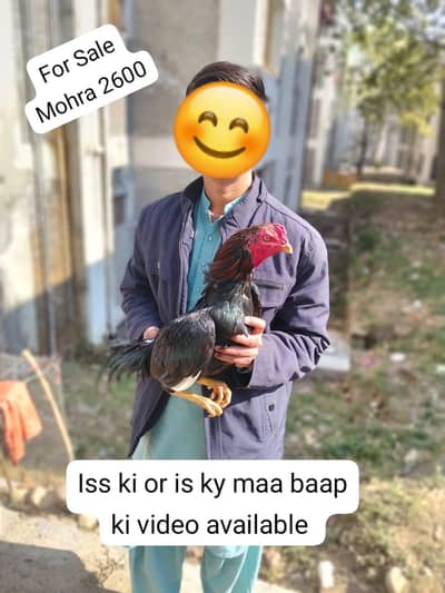 Laal Mushka aseel morgha