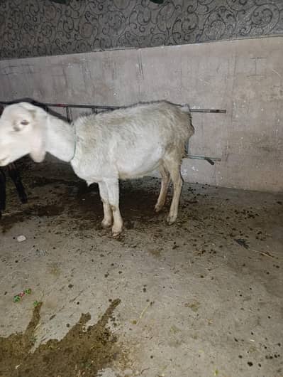 دمبی ساتھ لیلی