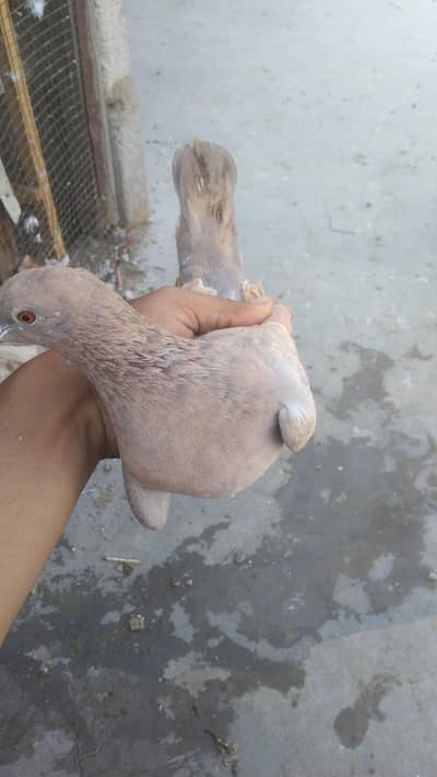 Gola kabotar larta wa ha