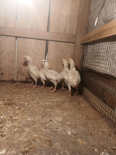 SHAMO | WHITE SHAMO | KING SHAMO CHICKS | JAPANESE SHAMO