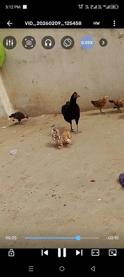 Aseel mushki murghi with 6 chicks  03023776162