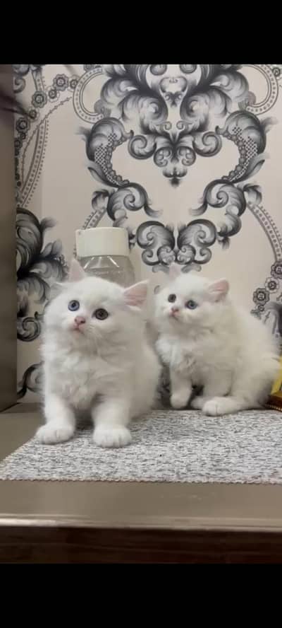 still available triple coated kitten