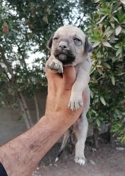 bagiyari female puppy