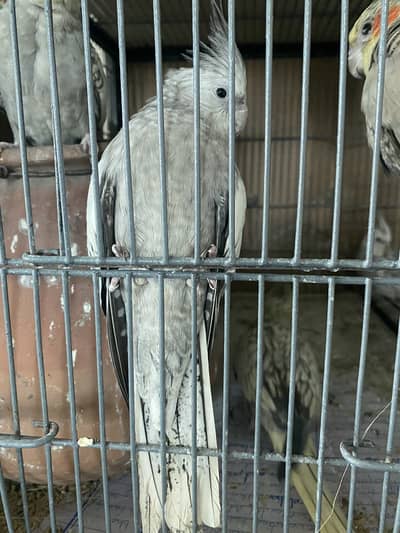 Semi tame cockatiel Pearl grey breeder pair