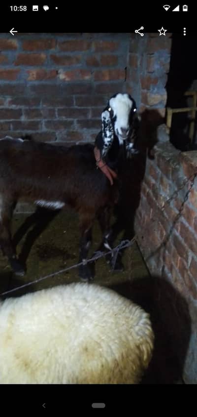 dasi bakri gaban 3month se oper