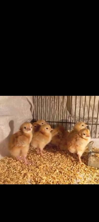 RIR chicks Only