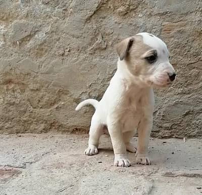 gultair male pup