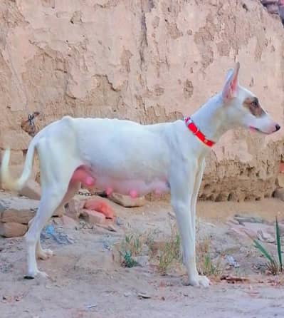 tazzi gultair female