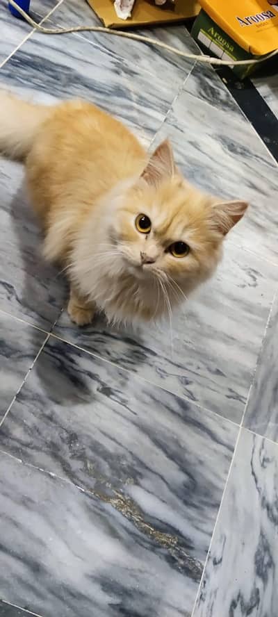 Persian cat She is very innocent and sweet