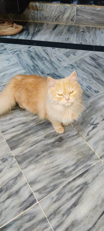 Persian cat She is very innocent and sweet