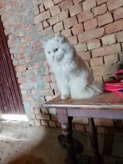 Persian cat female