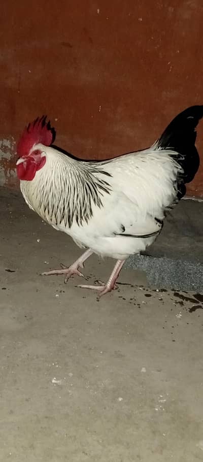 light sussex healthy and active rooster
