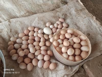 Pure Desi Furtile eggs available for hatching Location Faisalabad