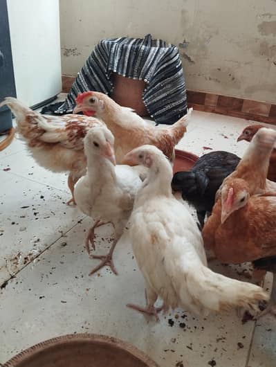 mix breeds of lohman,misri and aseel  breeds