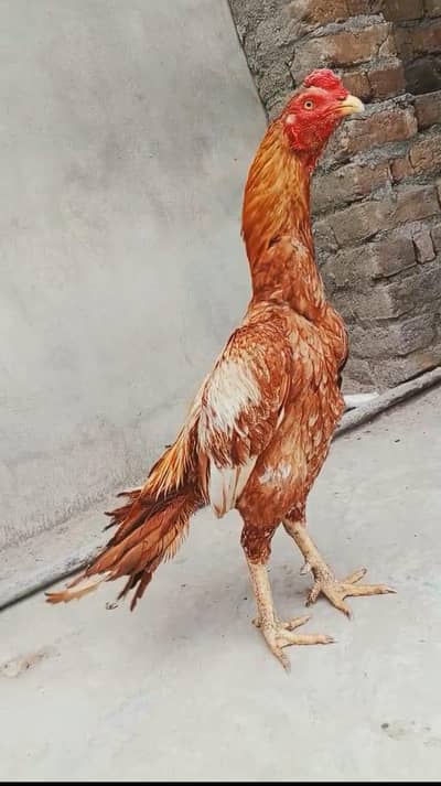 Aseel Peela Santol pair