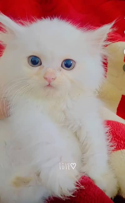 Persian kitten, bili ka bacha, white cat, Persian cat, 3 months old
