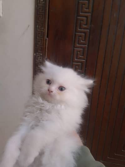 persion cat blue eyes