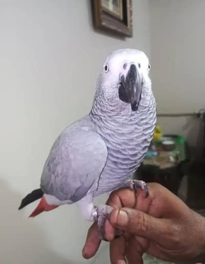 African gray parrots for sale 0349=9725=090