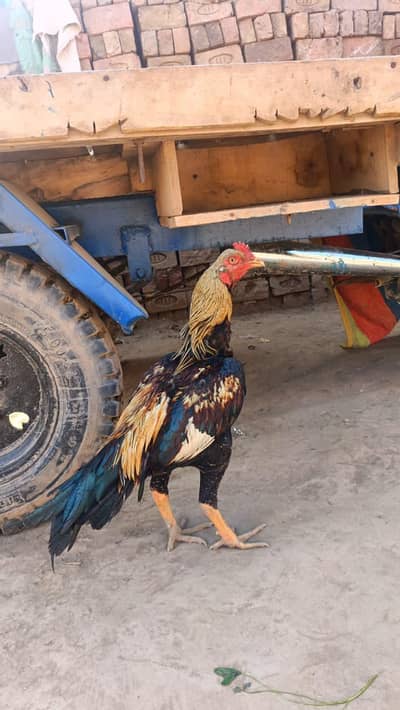 high quality bird hai