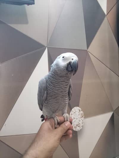 Grey Parrot