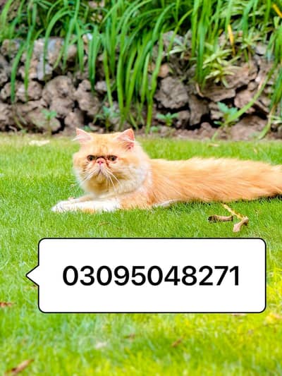 Strong Bloodline peke Male Is Up for Mating Service