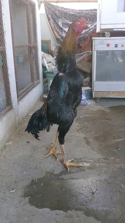 Supreme Quality German O Shamo young Breeder male