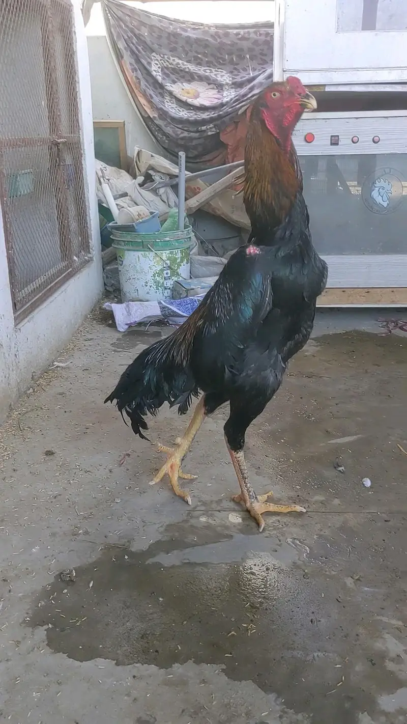 Supreme Quality German O Shamo young Breeder male — photo 2