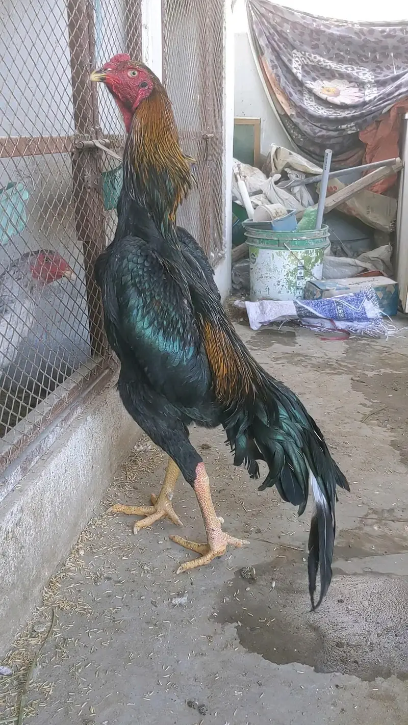 Supreme Quality German O Shamo young Breeder male — photo 3