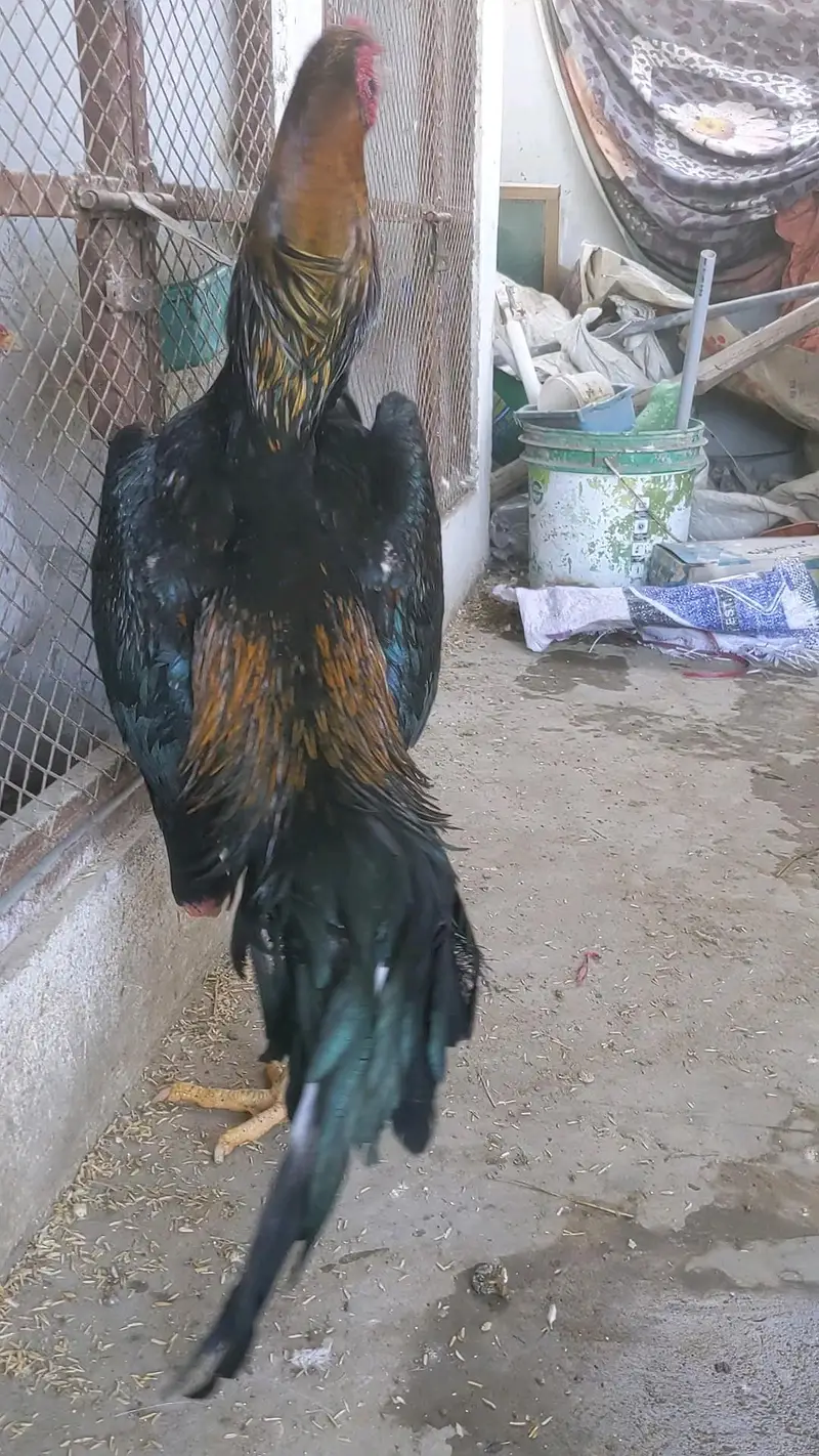 Supreme Quality German O Shamo young Breeder male — photo 4