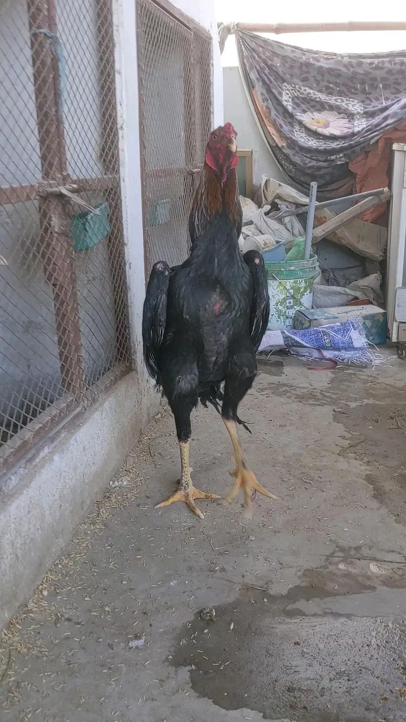 Supreme Quality German O Shamo young Breeder male — photo 5
