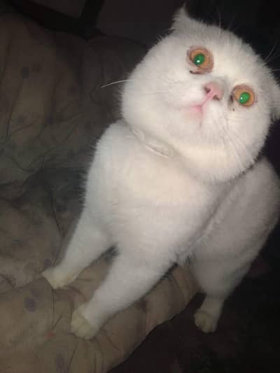 parsion cats female or male