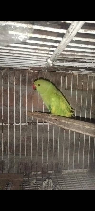 mithu parrot 