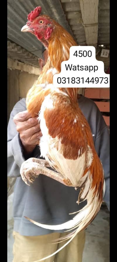 aseel murga | aseel | murgi murga