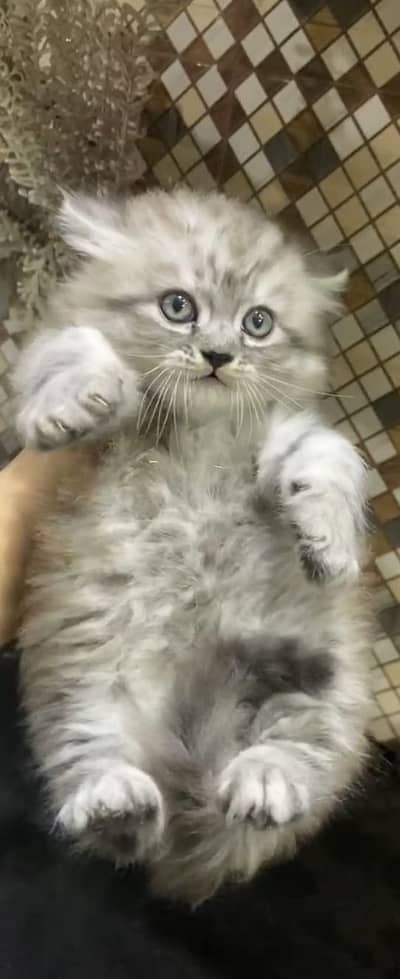 Grey Persian kitten available