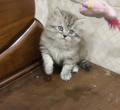Grey Persian kitten available