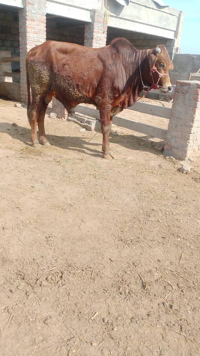 sahiwal Wacha 2026 qurbani k liy zbrdast quality