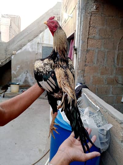 high quality sawa 03711036880