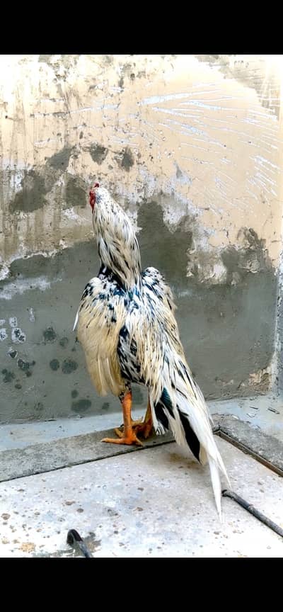 Aseel cheena murga forsale jise chiye inbox ajy 03158673852