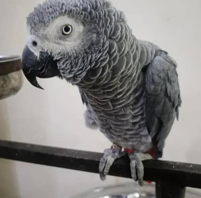 African grey parrot for sale 1 years ago