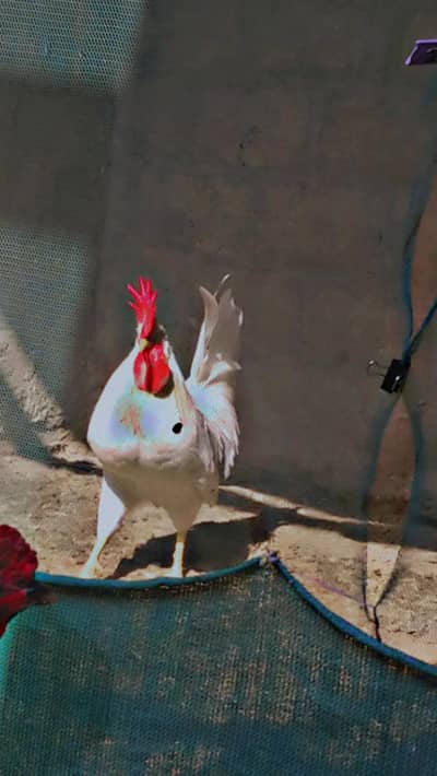 white  rooster  beautiful Bird