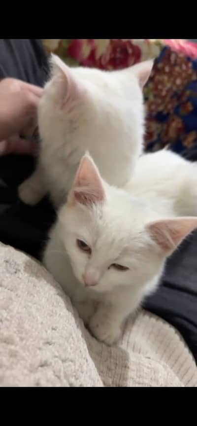 White percian kitten pair for sale